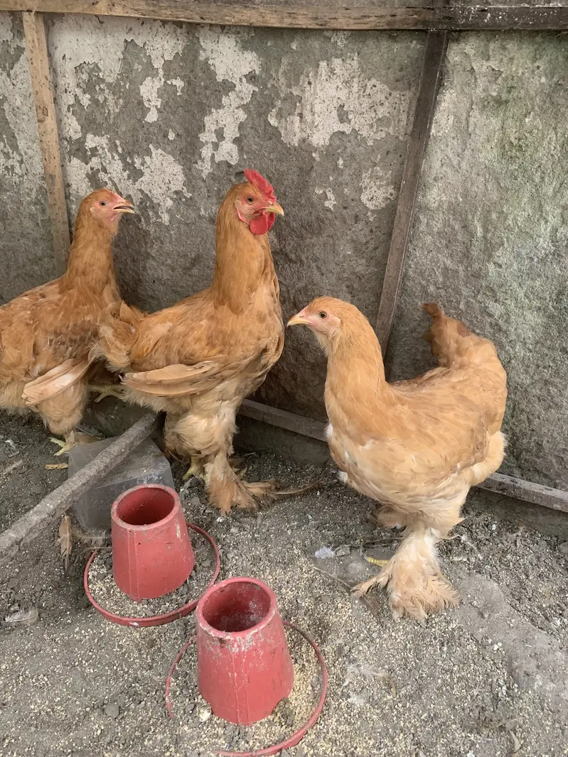 Golden buff 1+2 — photo 3