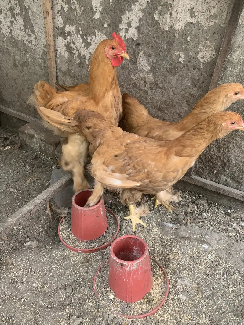 Golden buff 1+2 — photo 4