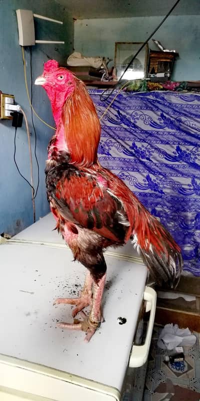 aseel shamo pakistani cross