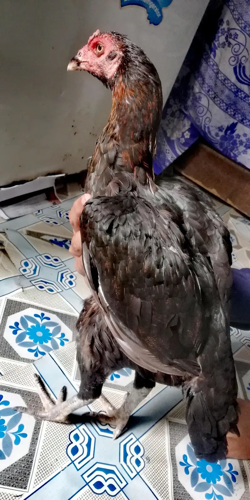 aseel shamo pakistani cross — photo 3