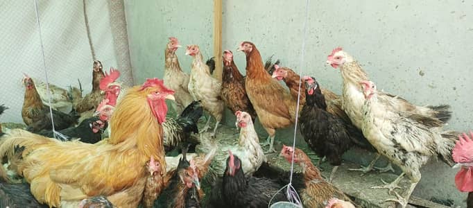 pure Desi egg laying healthy and active chicken home breed