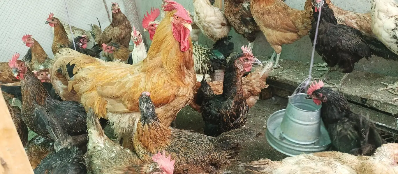 Desi hen | egg laying chickens | golden misri hen | Desi murgi | — photo 2