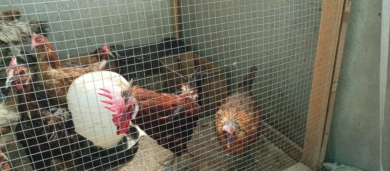 Desi hen | egg laying chickens | golden misri hen | Desi murgi | — photo 3