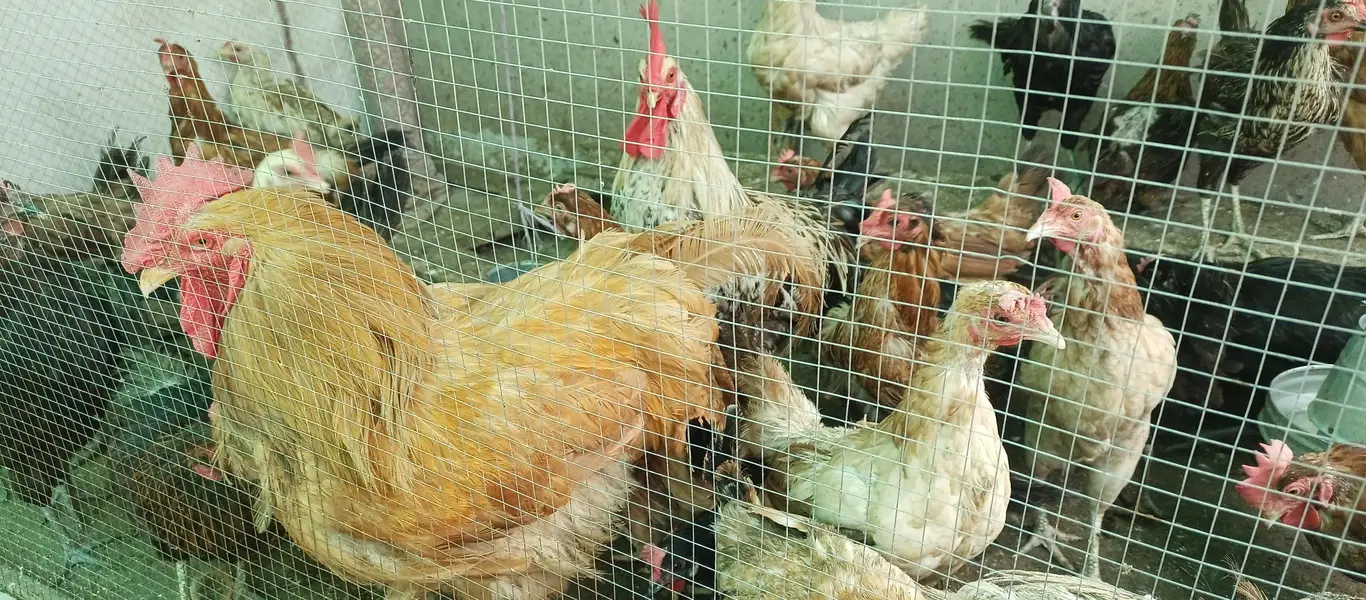Desi hen | egg laying chickens | golden misri hen | Desi murgi | — photo 4