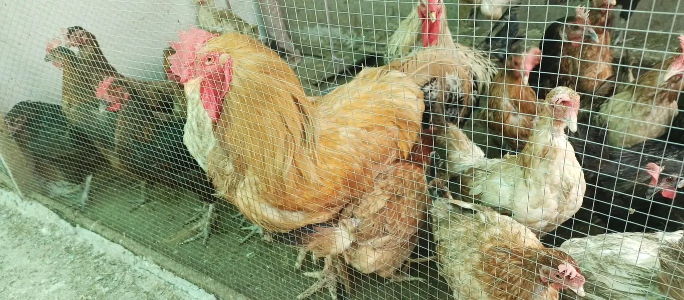 Desi hen | egg laying chickens | golden misri hen | Desi murgi | — photo 5