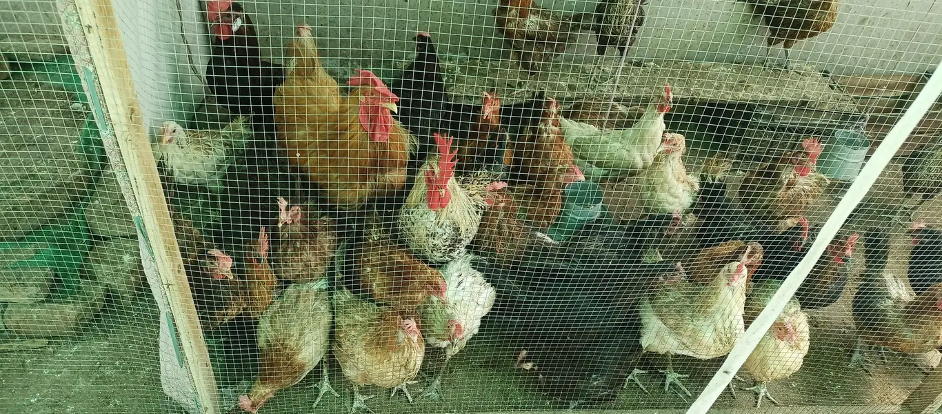 Desi hen | egg laying chickens | golden misri hen | Desi murgi | — photo 6