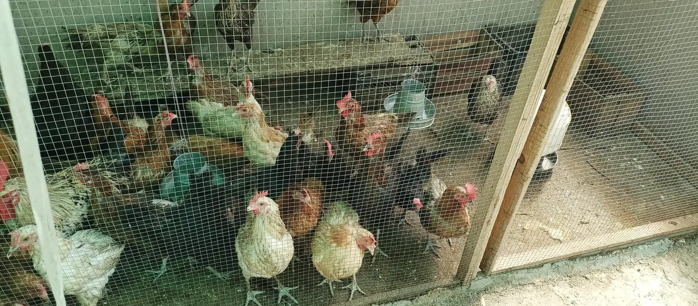Desi hen | egg laying chickens | golden misri hen | Desi murgi | — photo 7