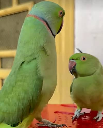 High quality ringneck pari parrot Talking and breeding pair