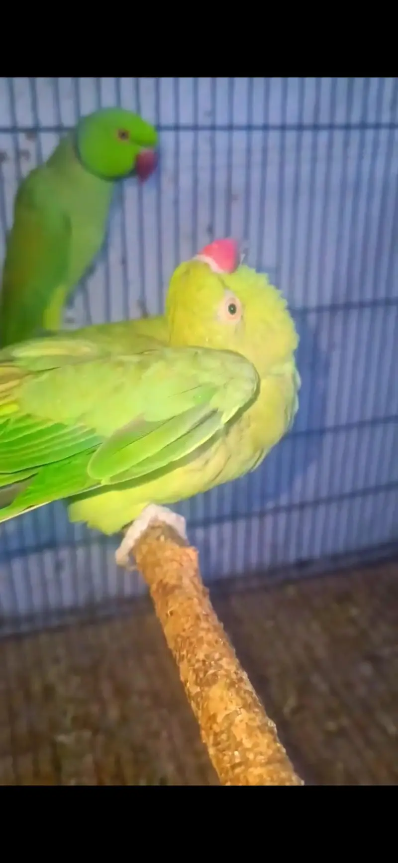 High quality ringneck pari parrot Talking and breeding pair — photo 2