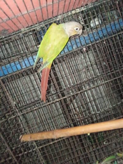 parrot for sale