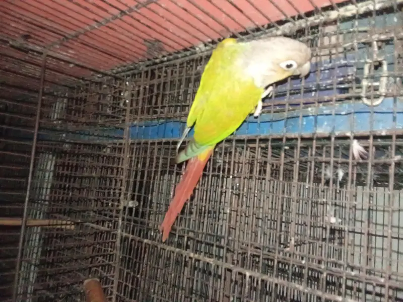 parrot for sale — photo 2