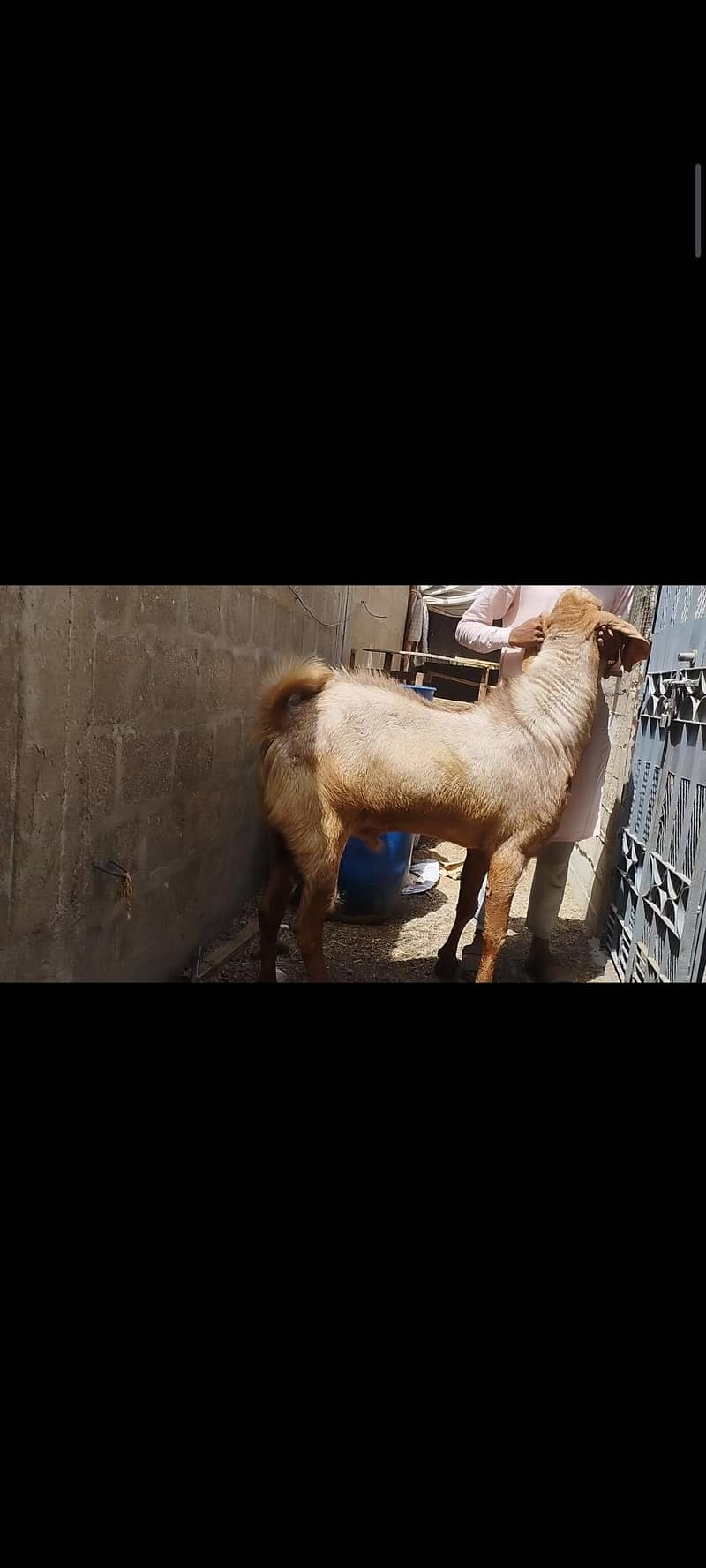 makka chini 2