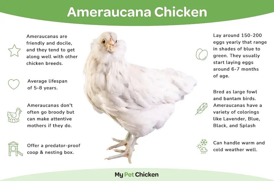 Americona pair Chickes for sale