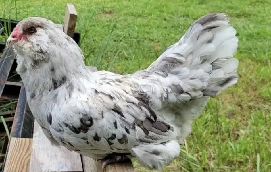 Americona pair Chickes for sale — photo 4