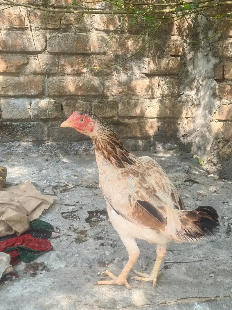 aseel morge hai — photo 2