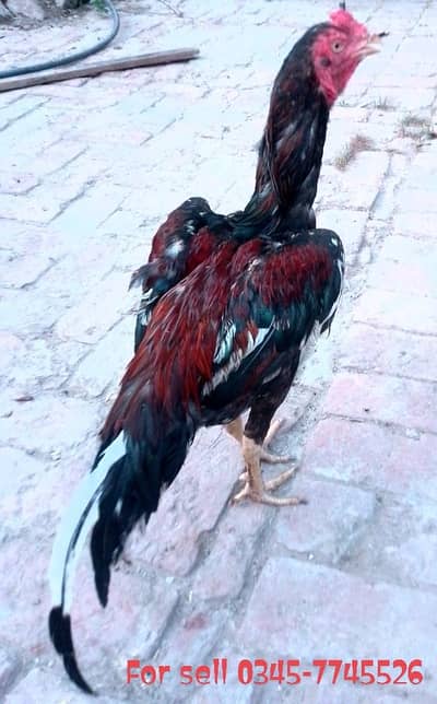 aseel اسیل اصیل Assel murga مرغا