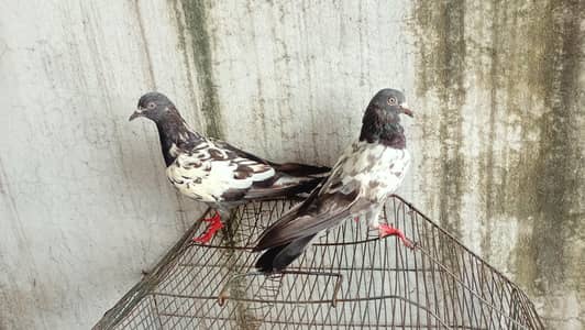 pair kisi na lana ha to rapta kara kam price achi jori ha