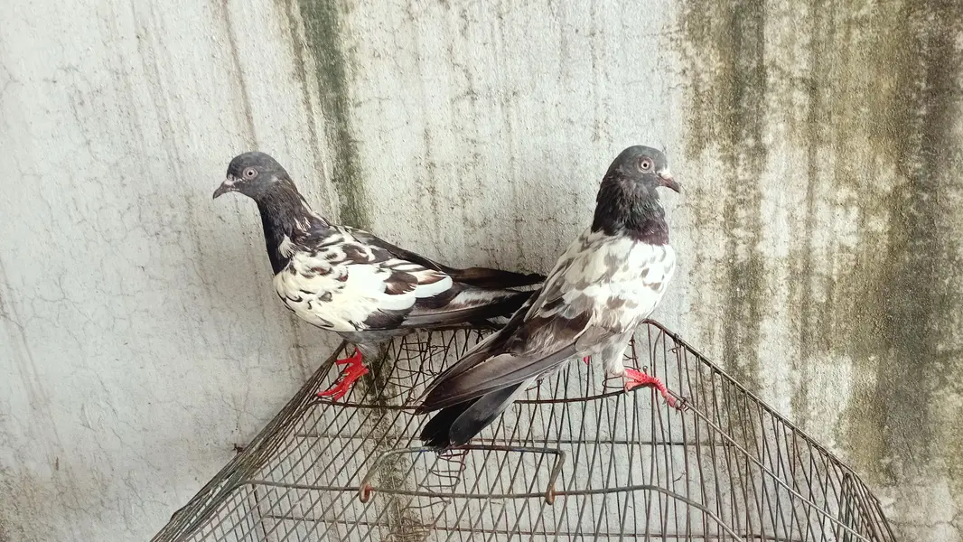 pair kisi na lana ha to rapta kara kam price achi jori ha
