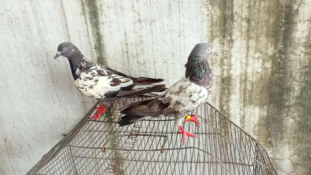 pair kisi na lana ha to rapta kara kam price achi jori ha — photo 2