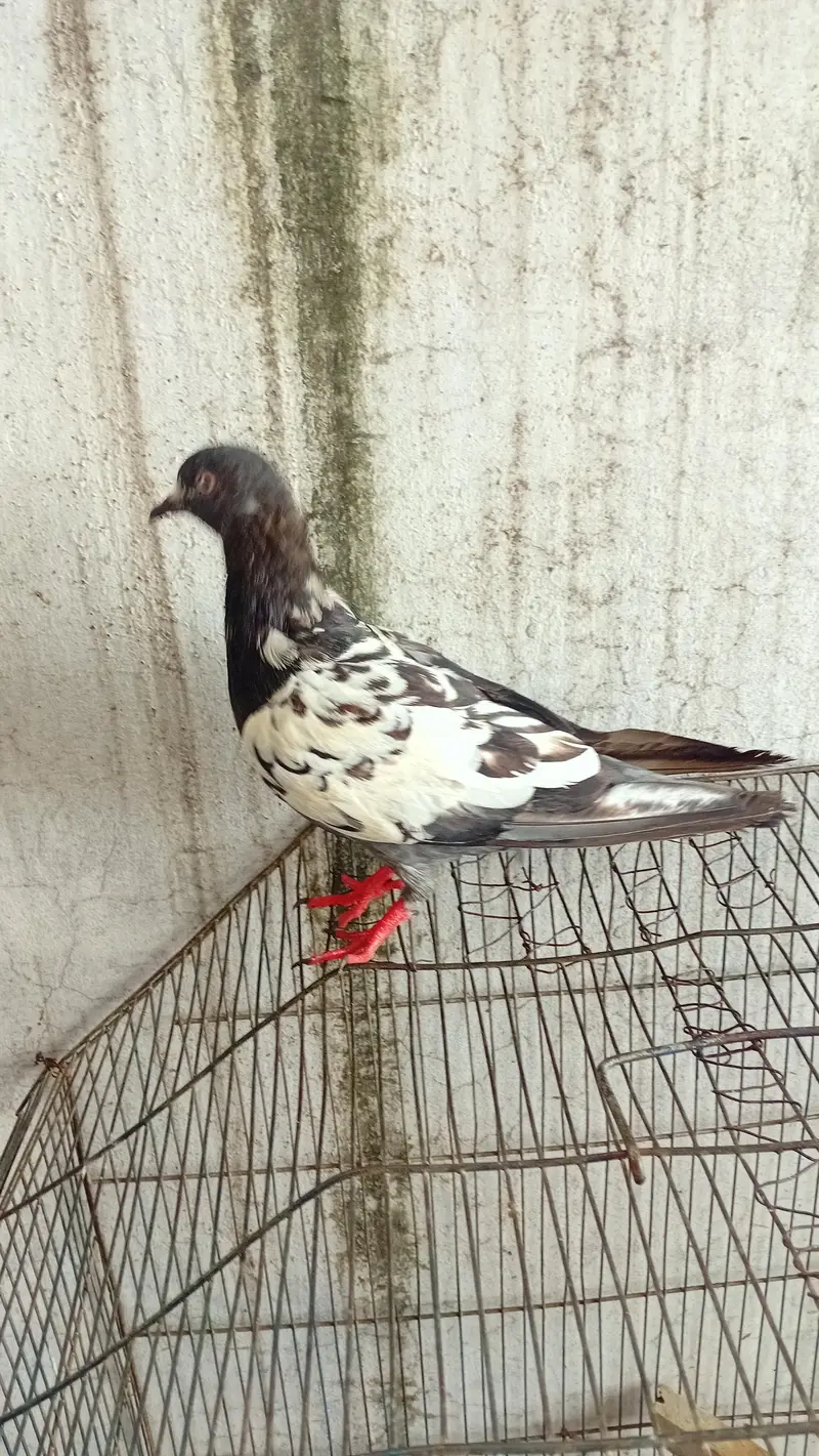 pair kisi na lana ha to rapta kara kam price achi jori ha — photo 3