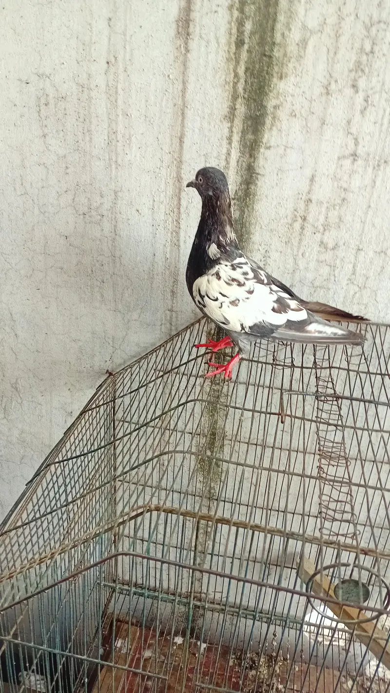 pair kisi na lana ha to rapta kara kam price achi jori ha — photo 4