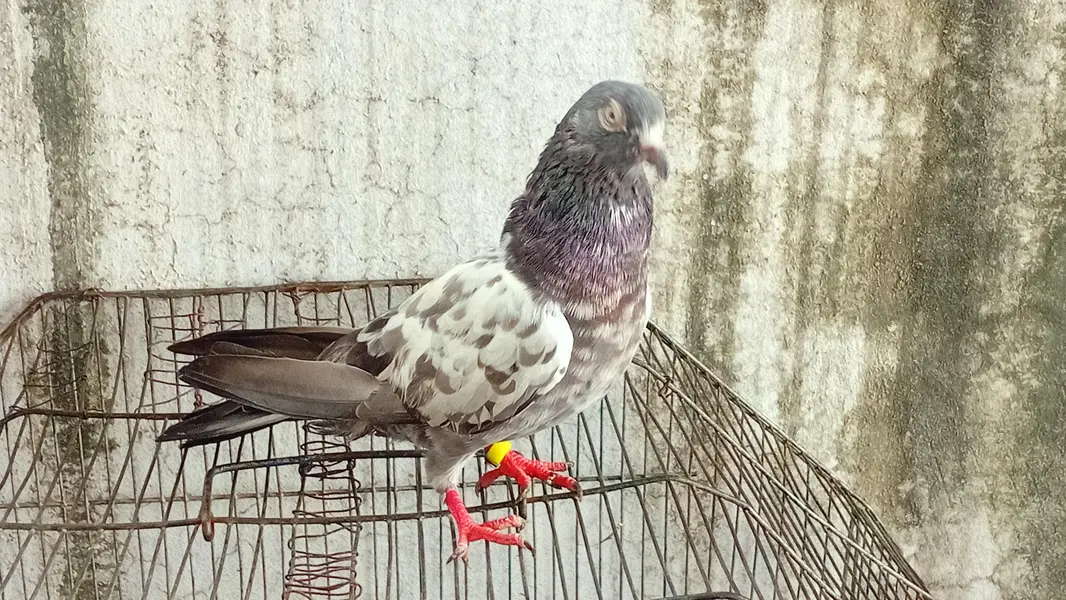 pair kisi na lana ha to rapta kara kam price achi jori ha — photo 8