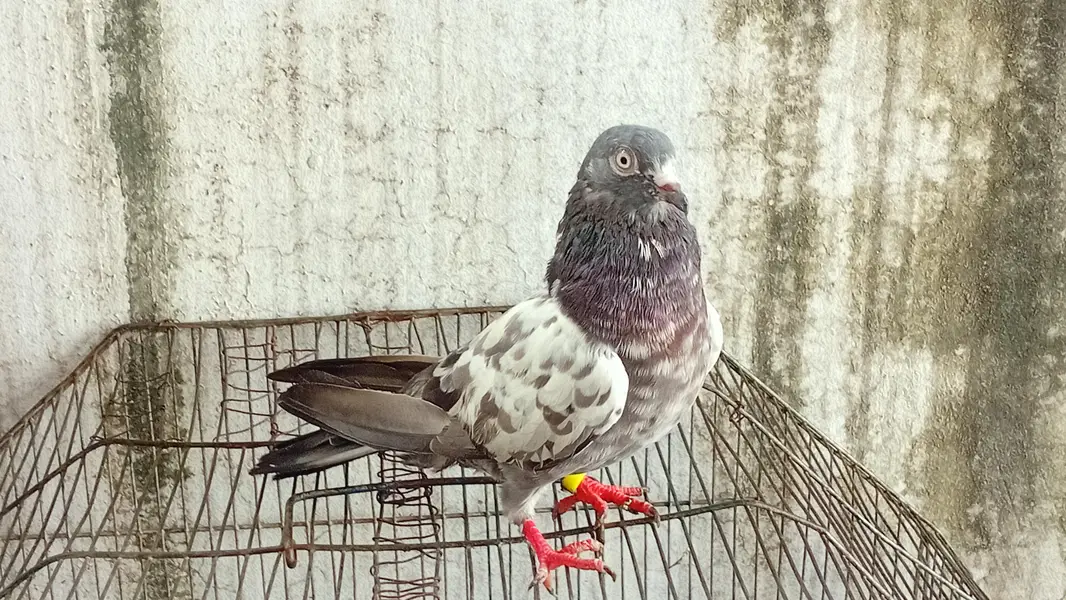pair kisi na lana ha to rapta kara kam price achi jori ha — photo 10