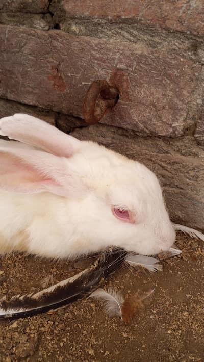 Red eyes Rabbit active