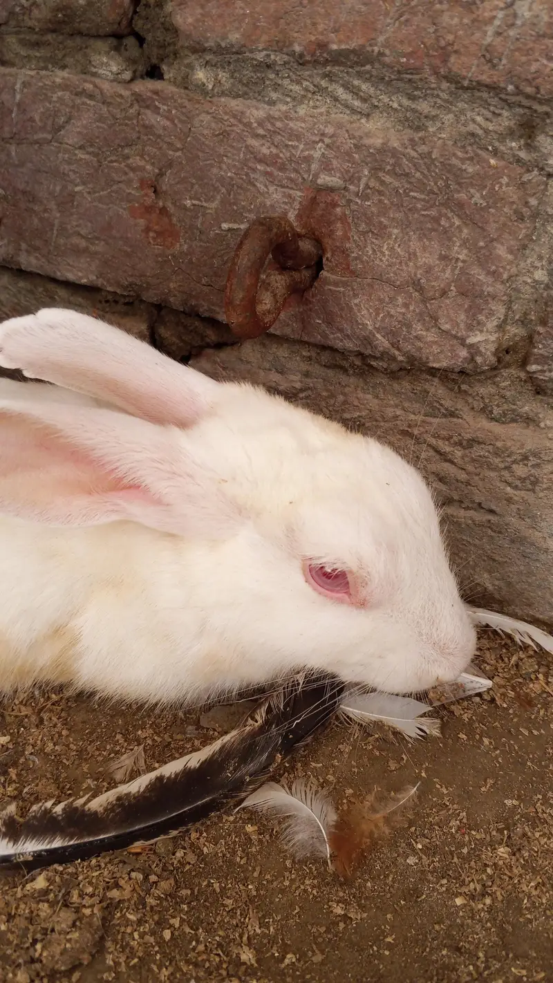Red eyes Rabbit active