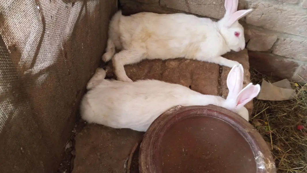Red eyes Rabbit active — photo 2