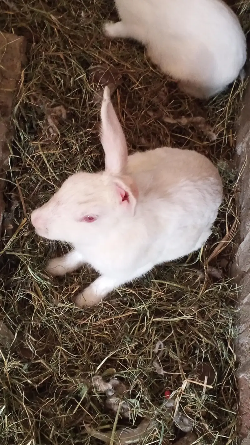 Red eyes Rabbit active — photo 4