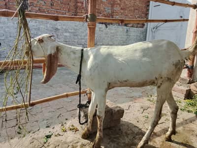 Beetal bacha or Makhi cheeni path