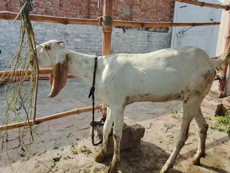 Beetal bacha or Makhi cheeni path