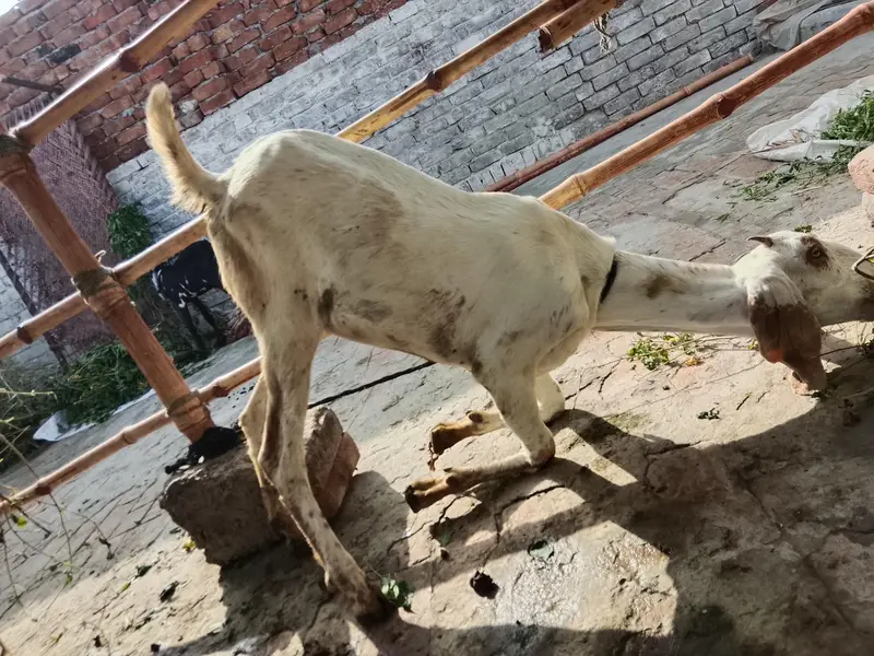 Beetal bacha or Makhi cheeni path — photo 2