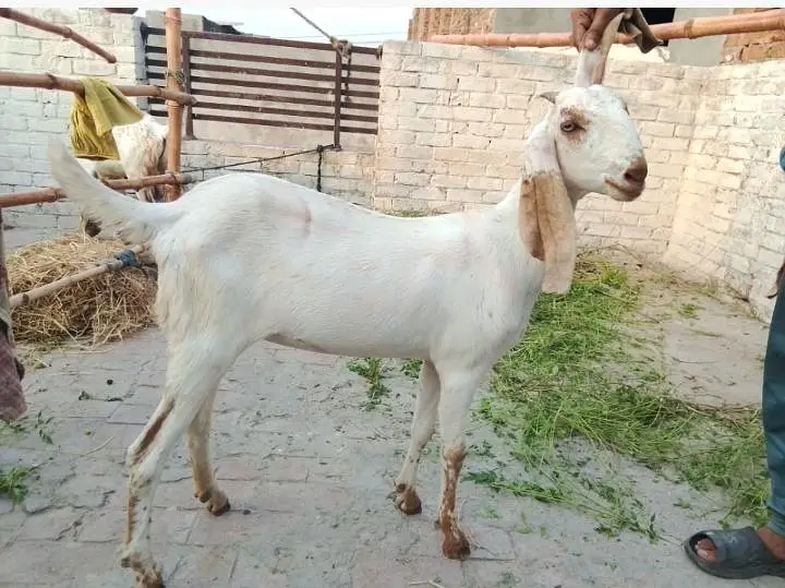 Beetal bacha or Makhi cheeni path — photo 3