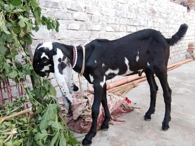 Beetal bacha or Makhi cheeni path — photo 4