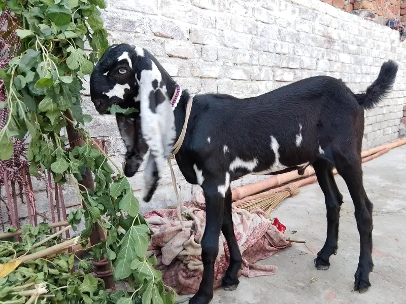 Beetal bacha or Makhi cheeni path — photo 5