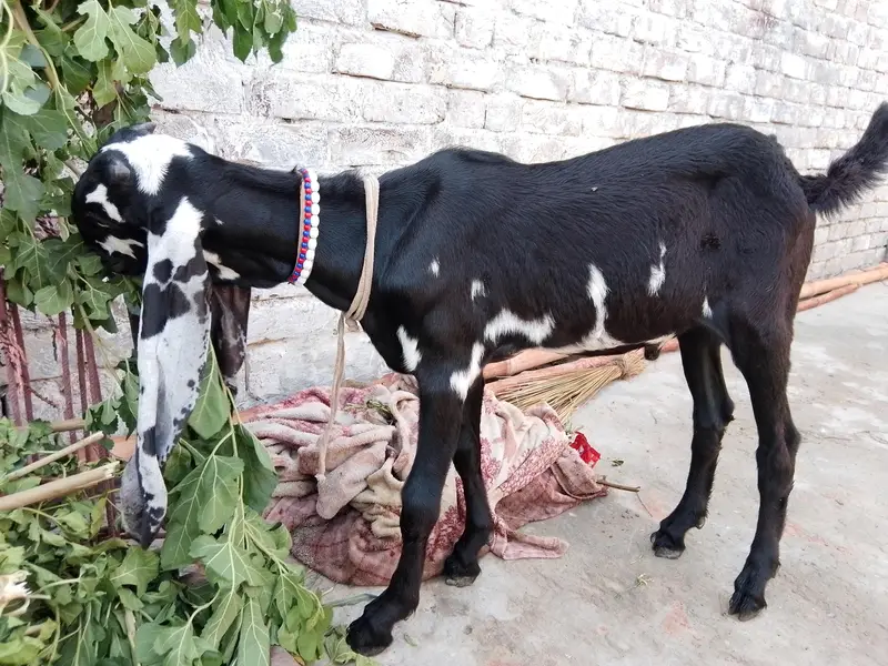 Beetal bacha or Makhi cheeni path — photo 6