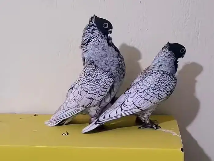 Silver Fancy Pigeon