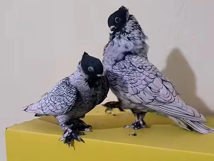 Silver Fancy Pigeon — photo 2