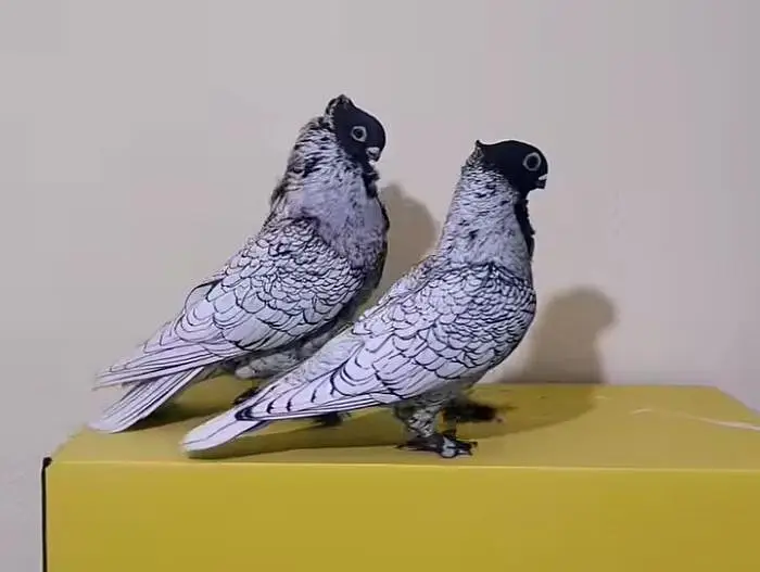 Silver Fancy Pigeon — photo 3