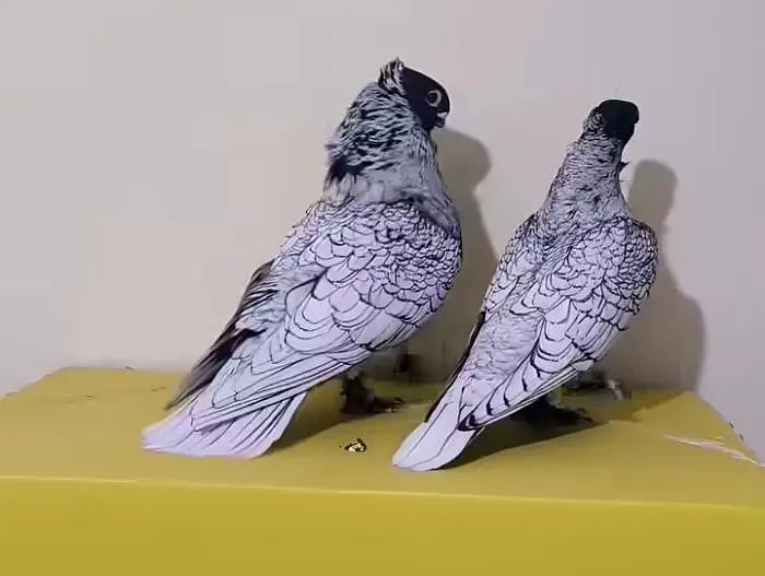 Silver Fancy Pigeon — photo 4