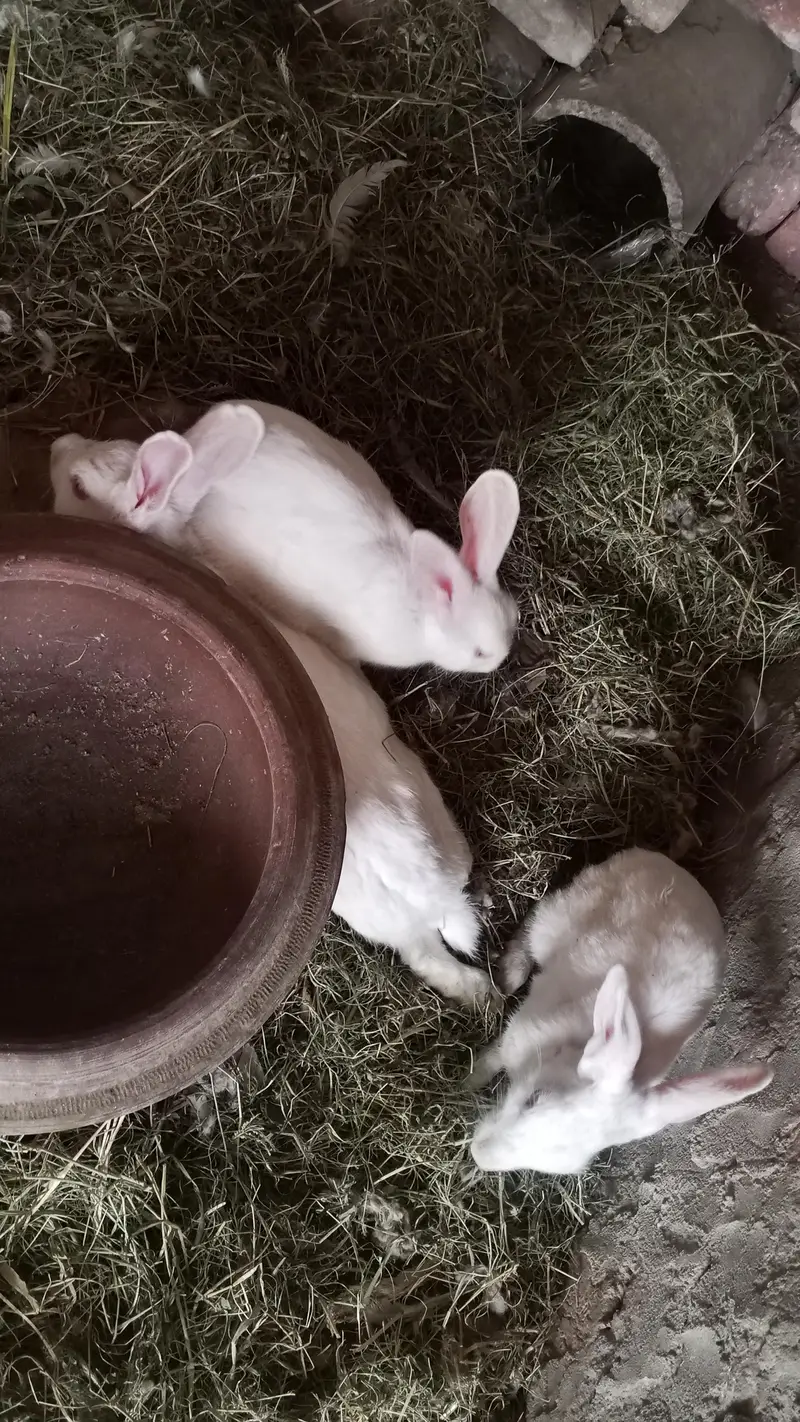 Red eyes Rabbit active — photo 5