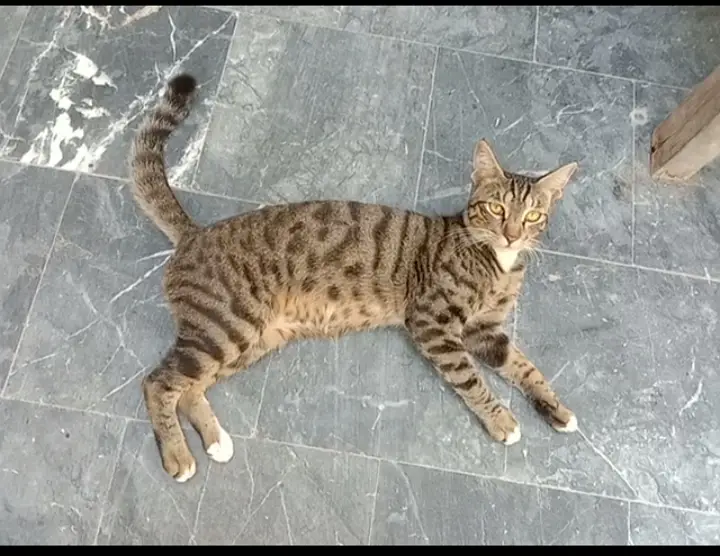 Male cat 10 months old for free adoption — photo 3