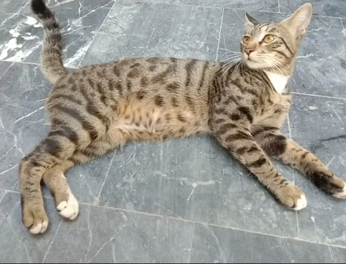Male cat 10 months old for free adoption — photo 4
