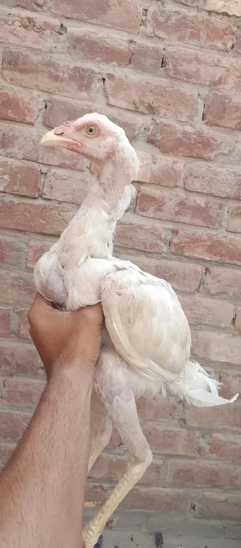 3 White Aseel chicks and 2 black brown chicks — photo 2