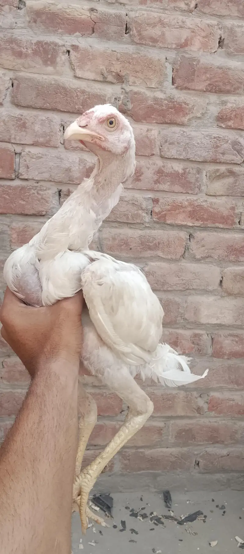 3 White Aseel chicks and 2 black brown chicks — photo 3
