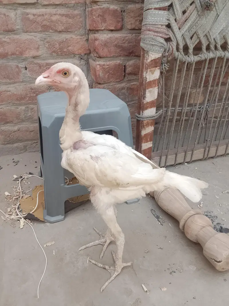 3 White Aseel chicks and 2 black brown chicks — photo 4