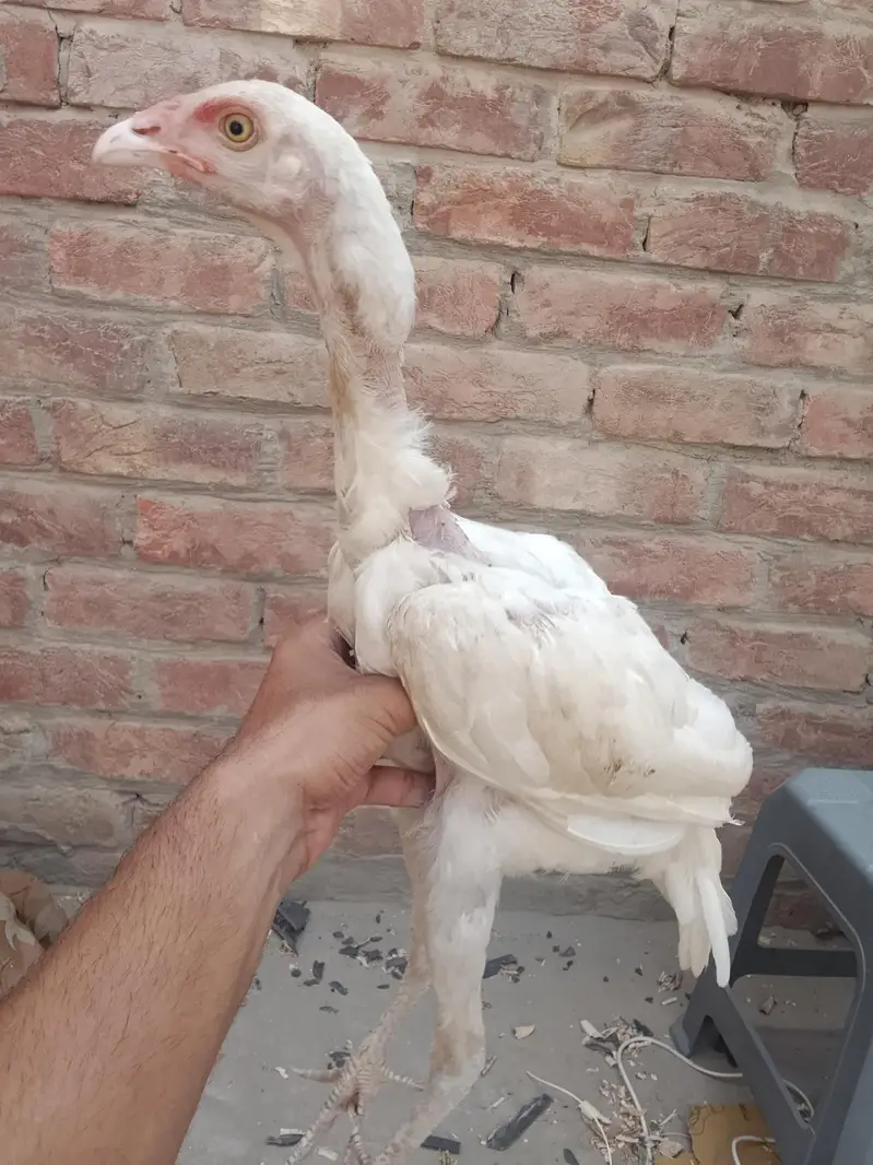 3 White Aseel chicks and 2 black brown chicks — photo 5