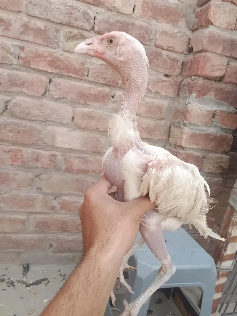 3 White Aseel chicks and 2 black brown chicks — photo 6